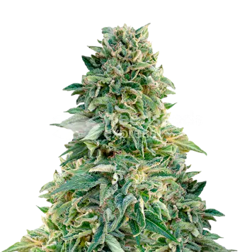 Photo of Jack Herer Autoflower Seeds