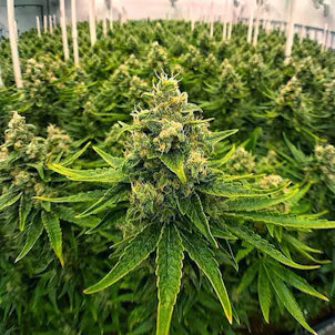 Photo of Golden Ticket