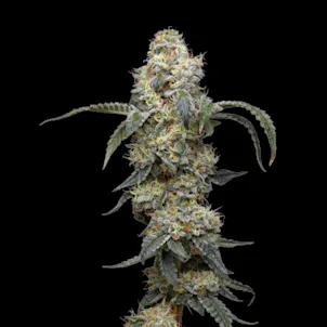 Photo of Farmer's Daughter Feminized Cannabis Seeds