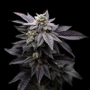 Photo of 3.5g Candy Fumez - Living Soil Cannabis - Upstate Elevator Operators