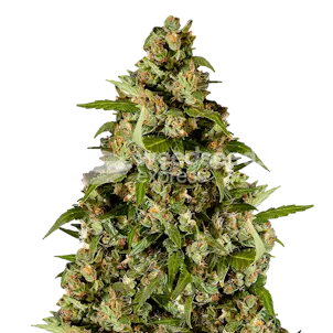 Photo of Kiwi Kush Autoflower Seeds