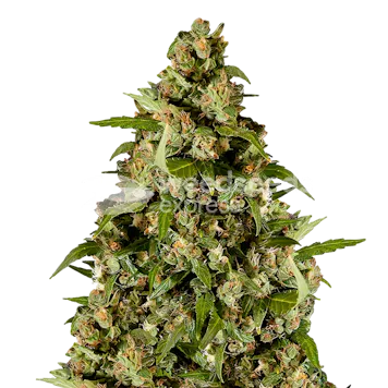 Photo of Kiwi Kush Autoflower Seeds