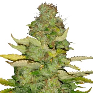 Photo of Maui Wowie Feminized