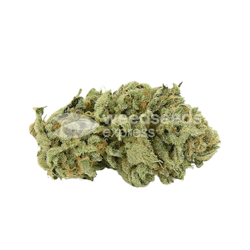 Photo of Alaskan Thunder Fuck Feminized Seeds