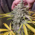 Product image for NukeHeads Auto Gen 2 Fem Seeds