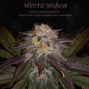 Photo of White Cherry