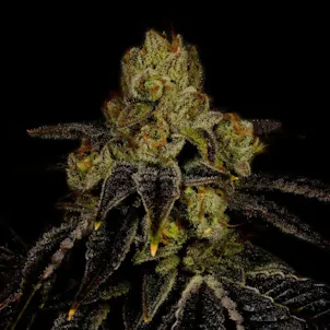 Photo of Purple Punch Autoflower