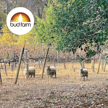 Photo of Lemon Cake Vape Cartridge