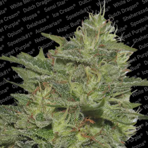 Photo of ORIGINAL CHEESE (IBL)