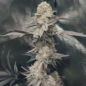 Photo of Gator Breath Feminized