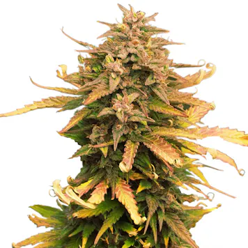 Photo of Moby Dick Feminized