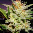 Product image for Amnesia Haze feminized seeds x5