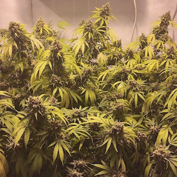 Photo of William’s Wonder