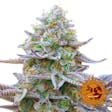 Product image for Barney's Farm Gorilla Zkittlez Feminised