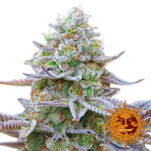 Photo of Barney's Farm Gorilla Zkittlez Feminised