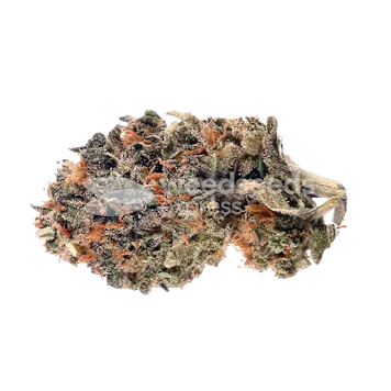 Photo of Cherry Pie Autoflower Seeds