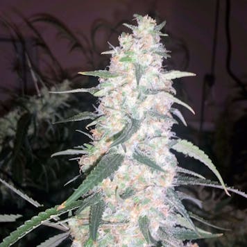 Photo of M2 (sativa)