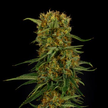 Photo of Zest Qwest a.k.a Super Lemon Haze