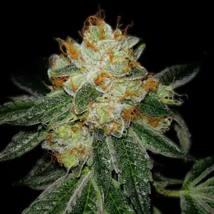 Photo of Silver Haze