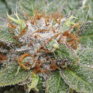 Photo of Alaskan Thunder Fuck