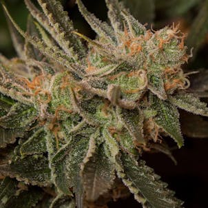 Photo of Orange Creamsicle