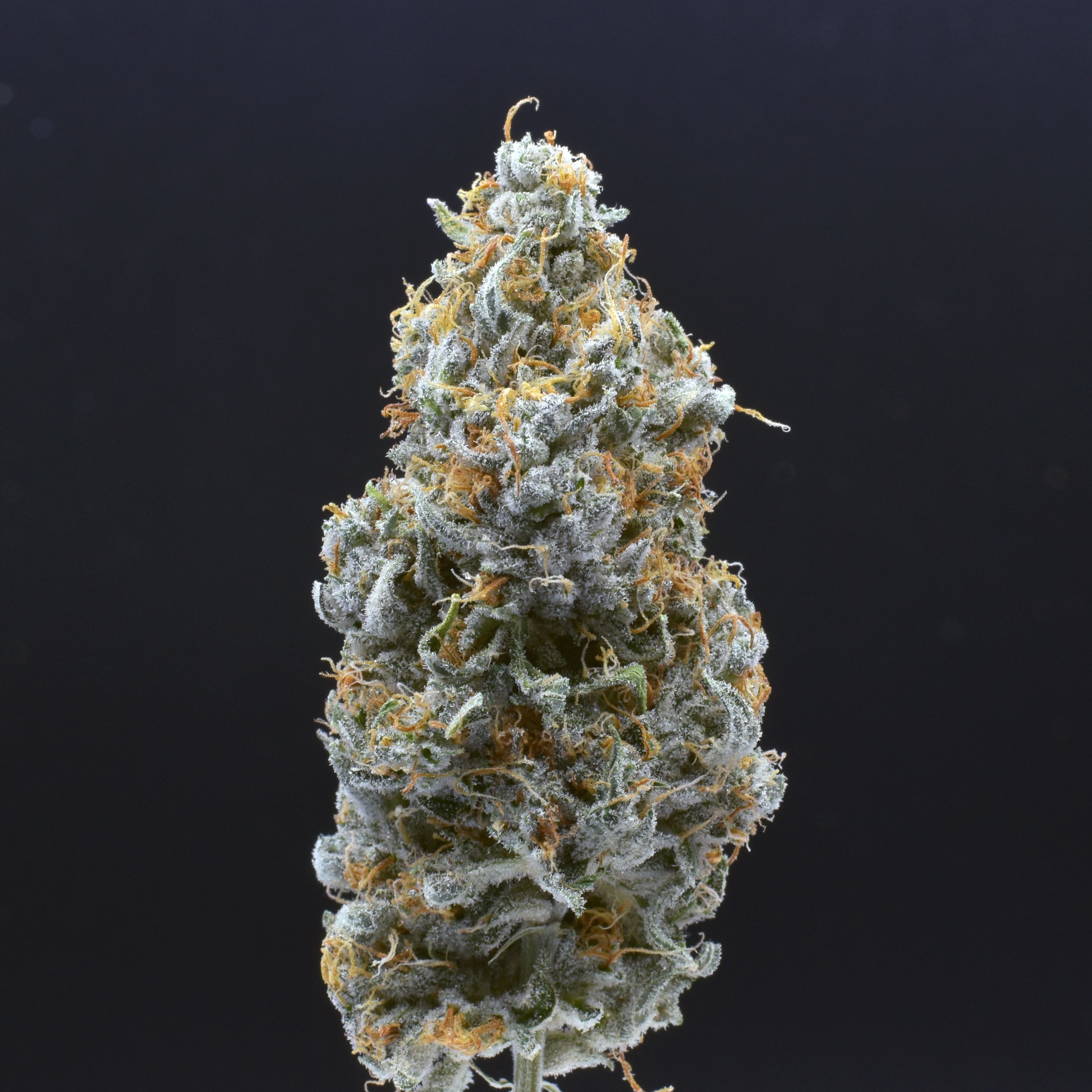 Cannabis Nation Dispensaries: Original Glue (GG4) Flower | Leafly