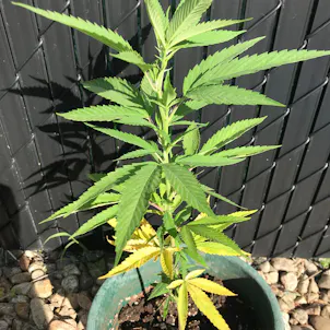 Photo of Big Bud Organic Fertilizer