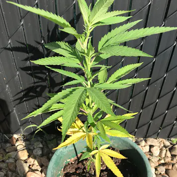 Photo of Big Bud Organic Fertilizer