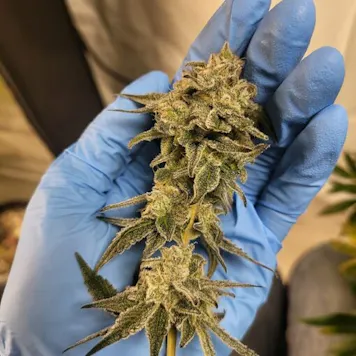 Photo of Miracle Candy - 12x Regular Seeds