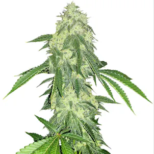 Photo of Northern Lights #5 Seeds