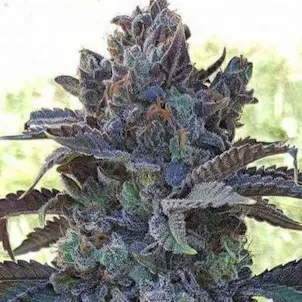 Photo of ASPHALT OG SEEDS