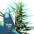 Product image for AK-420 Automatic by Zamnesia Seeds