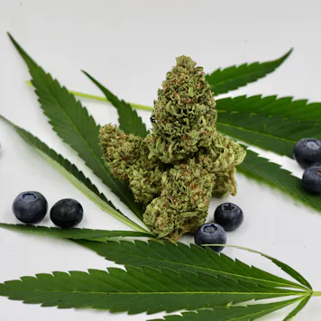 Photo of Rebel Berry OG