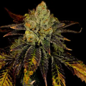 Photo of Purple Urkle