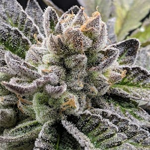 Photo of MENDOCINO COOKIES | 10 PACK