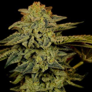 Photo of White Widow Feminized