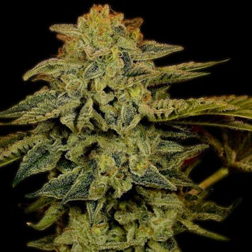 Photo of White Widow Feminized