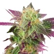 Product image for Pure Haze Feminized