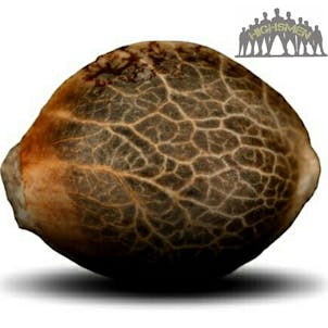 Photo of COOKIES KUSH | gsc x pure kush