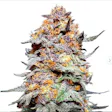 Product image for Grand Daddy Purple Auto