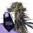 Product image for Black Orchid by Zamnesia Seeds