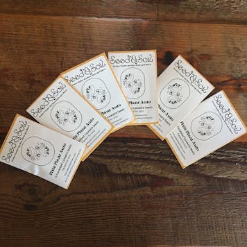 Photo of Regular Cannabis Seeds | Blueberry Wine 1:1 | Seed & Soil