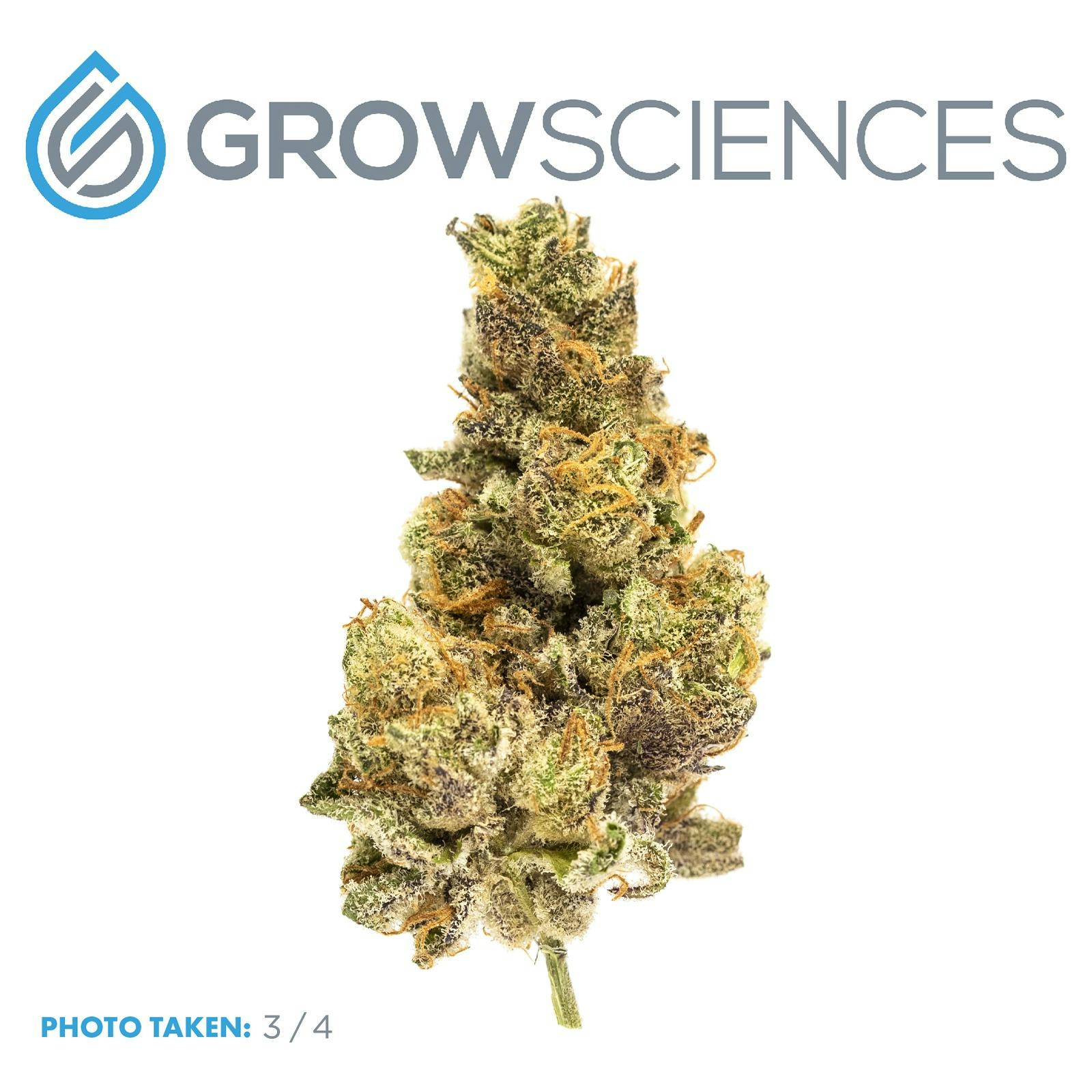 Grow Sciences Strawberry Cream Cake Leafly