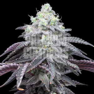 Photo of Rainbow Belts