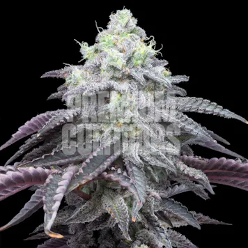 Photo of Rainbow Belts