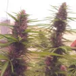 Product image for Purple Panama Red Auto Fem Seeds