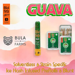 Photo of Solventless Infused BIRI Blunt - Guava