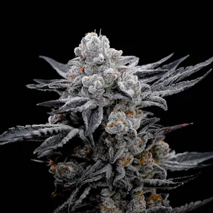 Photo of Black Cherry Gelato (feminized)