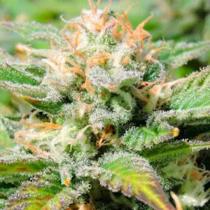 Photo of Black Jack Autoflower