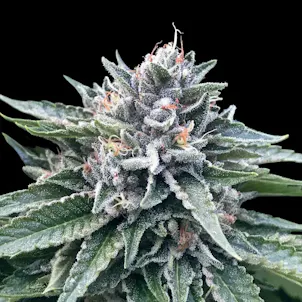 Photo of HG23 aka Michael Jordan Regular Seeds